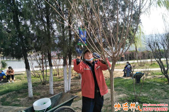 土壤贫瘠用什么补营养？大树营养液精华推荐与果树养护指南