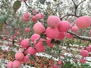 果树施肥的误区与正确方法